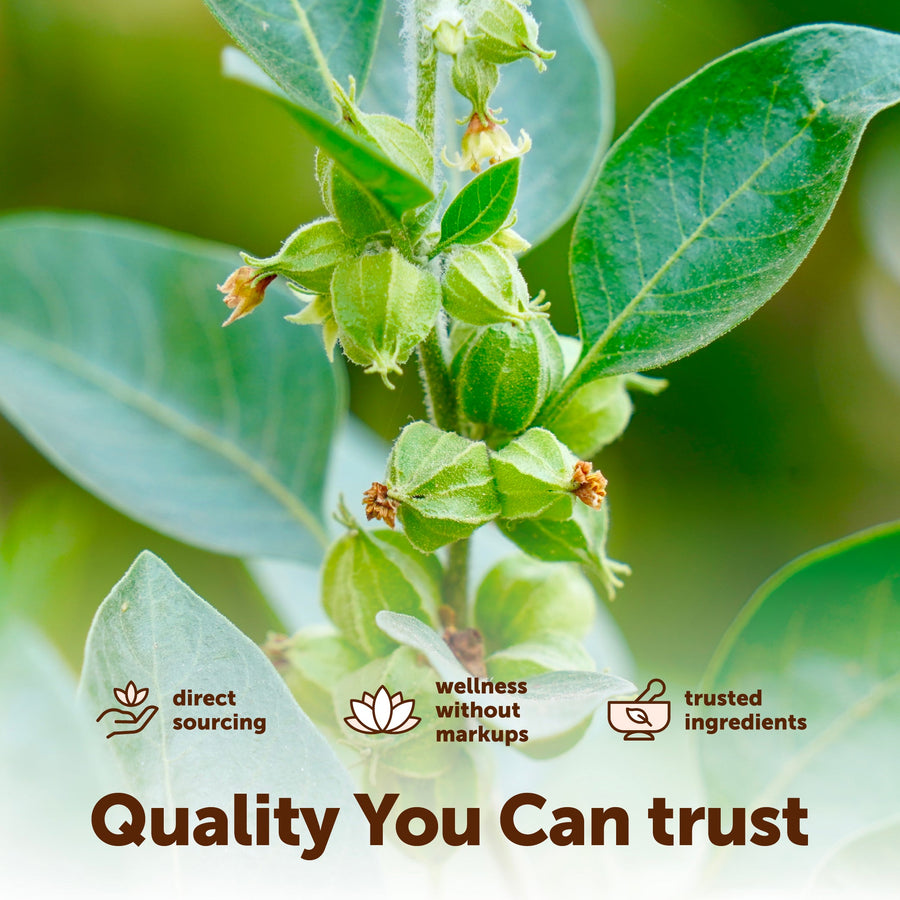 Micro Ingredients Ashwagandha + Black Pepper Extract with MCT Oil Softgels